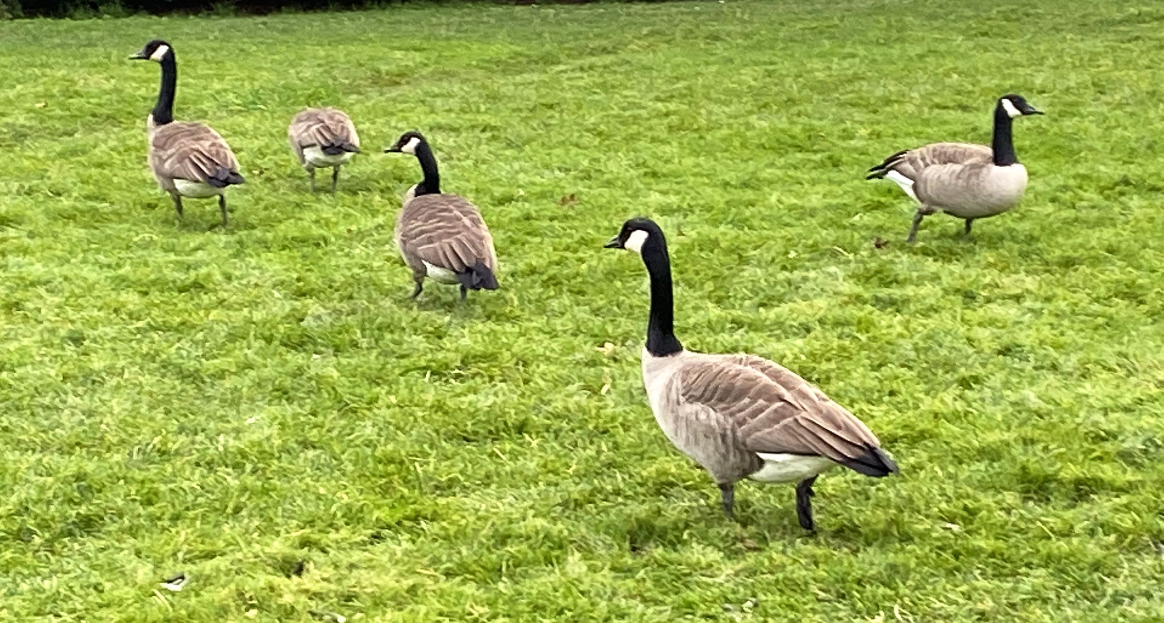These Geese weren’t interested in an interview and their displeasure with the camera was evident. Photo by Carson Papke ISN 